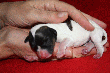 pic0088.gif