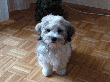 pic0024.gif