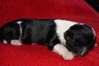 pic0033.gif