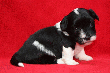 pic0028.gif