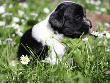 pic0030.gif