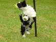 pic0041.gif
