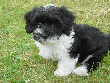 pic0042.gif