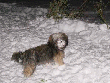 pic0086.gif