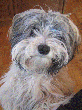 pic0091.gif