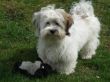 Barney26-4.JPG