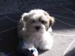 Barney26-41.JPG