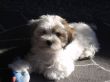 Barney26-42.JPG