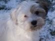 Barney26-43.JPG