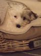 Barney26-44.JPG