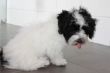 Balu1506124.JPG