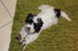 Balu1506123.JPG