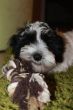 Balu1506121.JPG