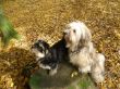 Bounty und Merlin.jpg